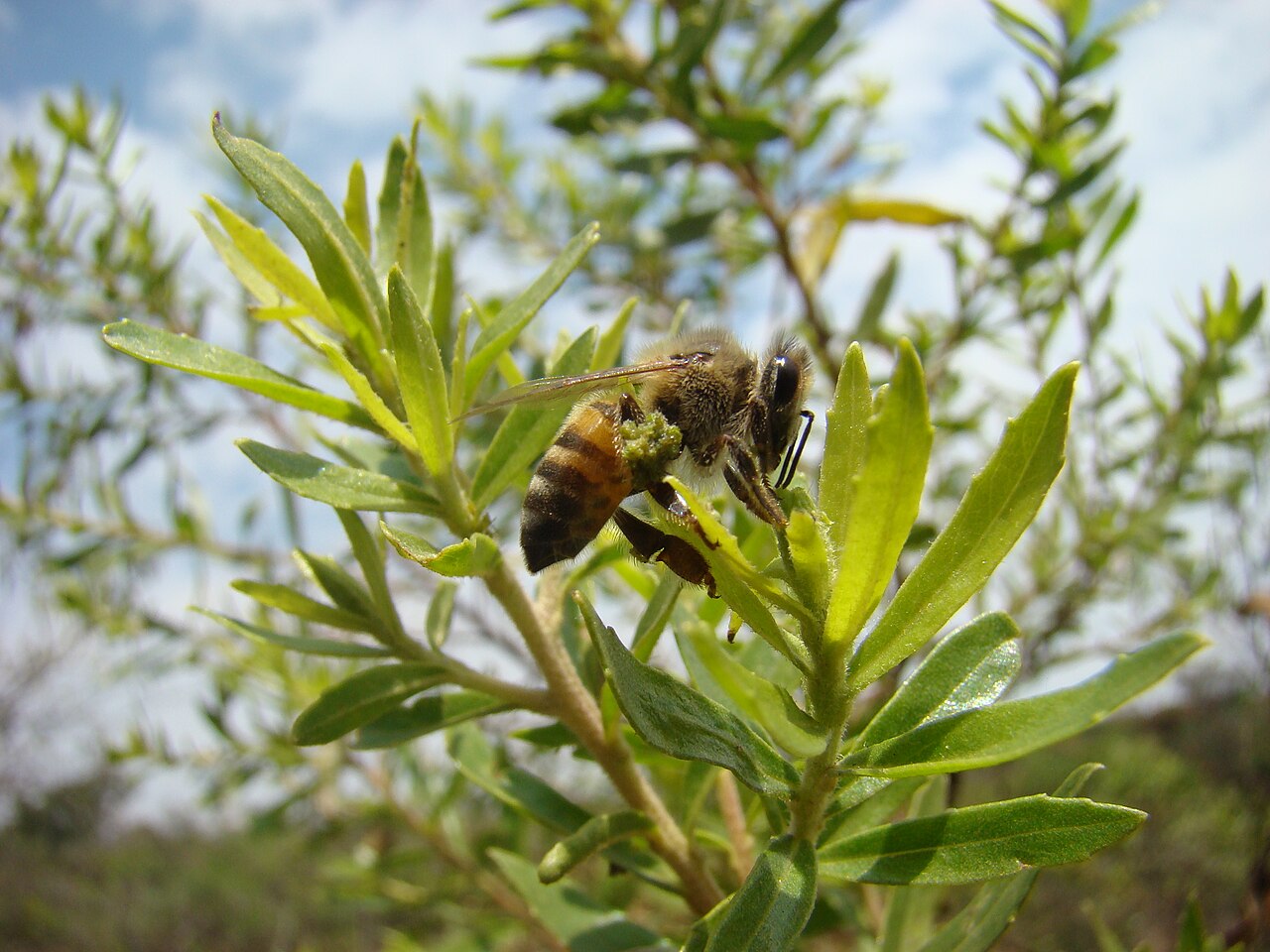 O própolis pode variar de cor, sabor e aroma de acordo com a planta de origem, e isso interfere em suas propriedades. No Brasil, o própolis verde está associado à planta alecrim-do-campo, e o vermelho às folhas e flores do cajueiro, que servem de alimento para as abelhas africanas. Já o própolis marrom é obtido de diferentes plantas, além de ser o tipo mais comum e utilizado.

