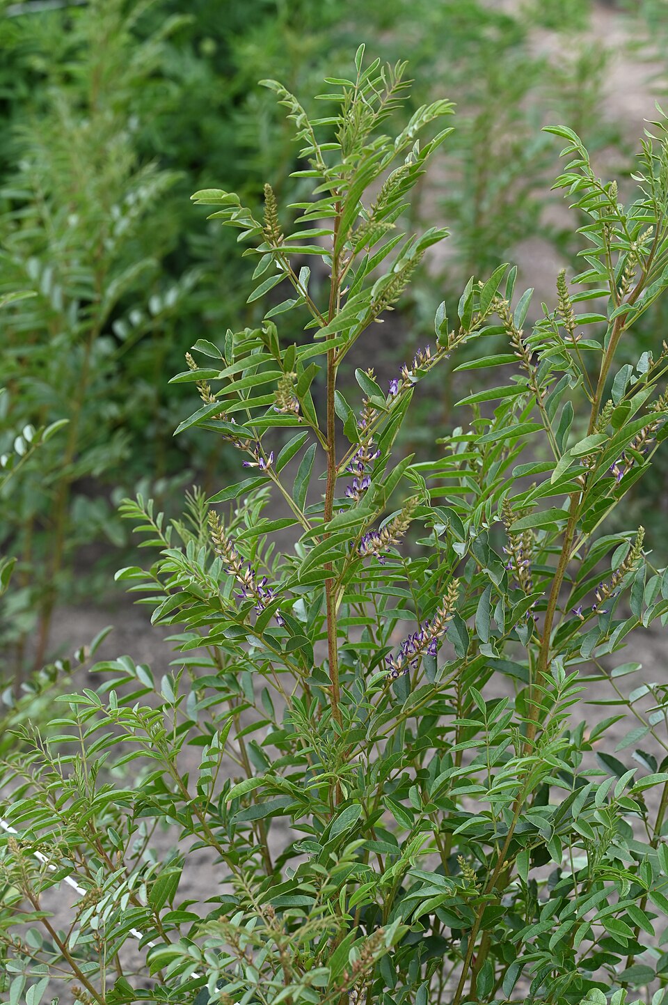 Ele também possui forte ação anti-inflamatória e pode agir como alguns medicamentos utilizados no tratamento de inflamações. Além disso, ajuda a proteger o estômago e o fígado, por isso é útil em casos de gastrite, úlceras e inflamações hepáticas. Outro benefício bastante conhecido é sua capacidade de aliviar irritações na garganta e facilitar a eliminação do catarro.
