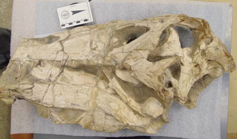 Alemanha devolve fóssil de dinossauro retirado ilegalmente do Brasil - Marcos Sales/IFCE