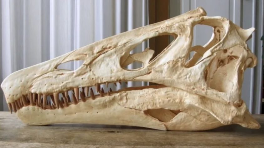 Alemanha devolve fóssil de dinossauro retirado ilegalmente do Brasil - Reprodução/X