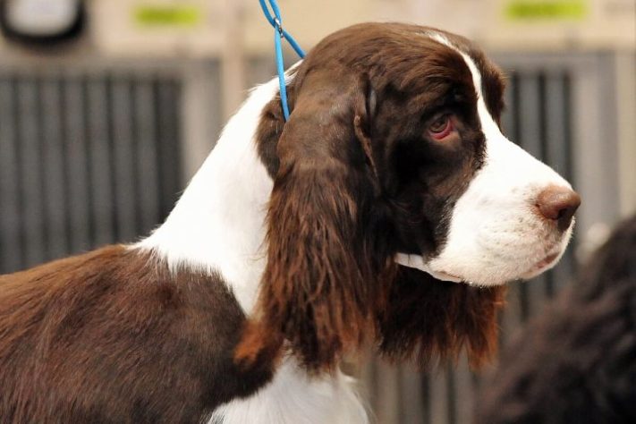 Cão da raça Springer spaniel inglês | Flickr - State Farm