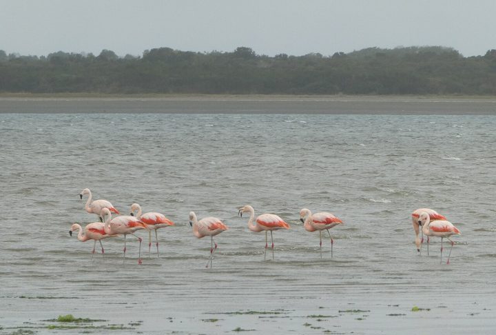 Do ponto de vista natural, a região apresenta ecossistemas valiosos, com biodiversidade rica em aves marinhas, mamíferos e vegetação típica de florestas temperadas. As águas do canal possuem forte influência das marés, o que gera correntes intensas e torna a navegação desafiadora.