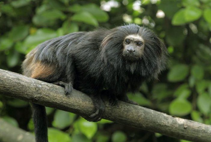 Guigó-de-tiara-preta Primata (Callicebus melanochir) | Flickr - Alan Hill