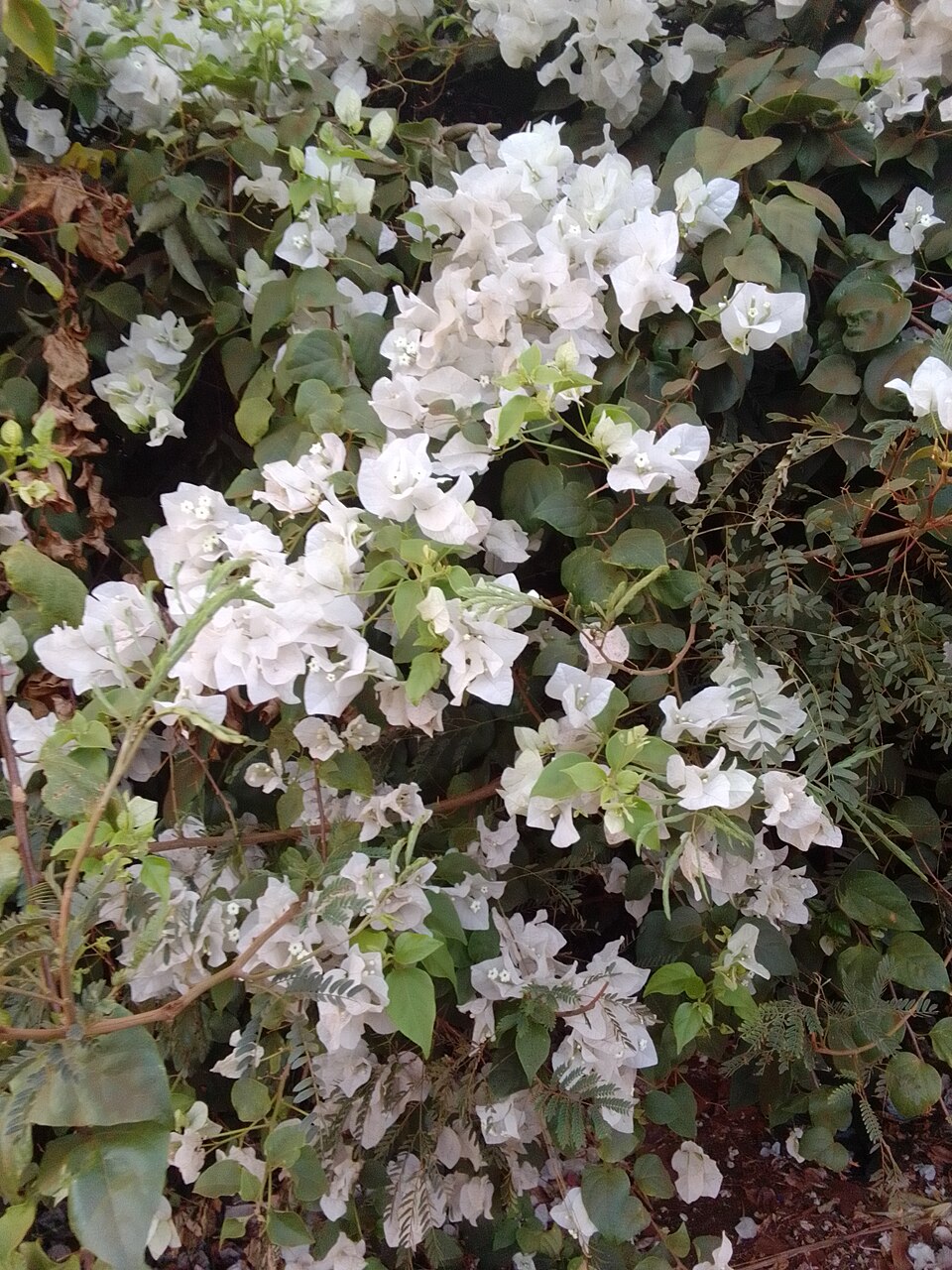 Espinhentas e típicas de regiões tropicais e subtropicais, estão presentes em estados como Bahia, Minas Gerais, Rio de Janeiro e São Paulo. Elas preferem o sol, crescem rapidamente e podem se reproduzir por sementes ou estacas. No entanto, chegaram à Europa como plantas de estufa, mas logo se adaptaram a diferentes climas e, devido a essa característica, se espalharam pelo mundo.
