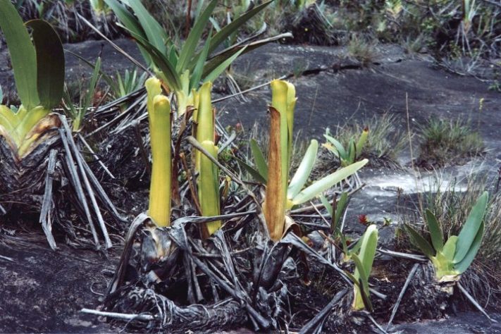 Plantas no Monte Roraima - Wikimedia Commons/Christian Hummert