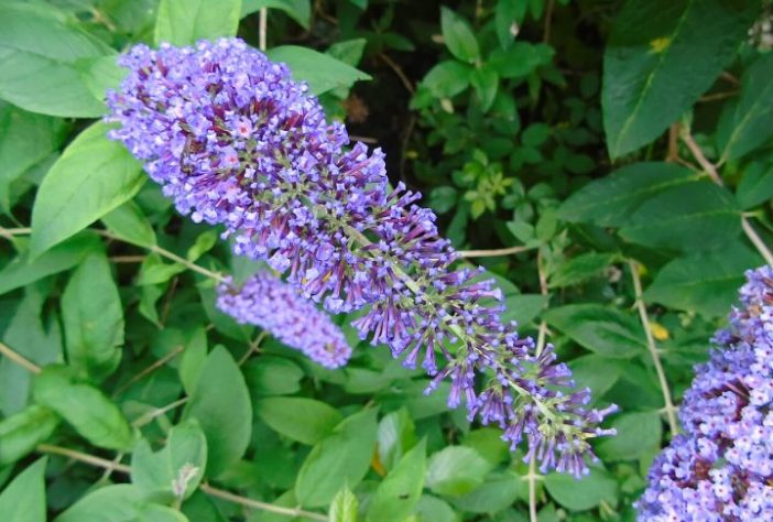 Planta Buddleia, conhecida popularmente como 