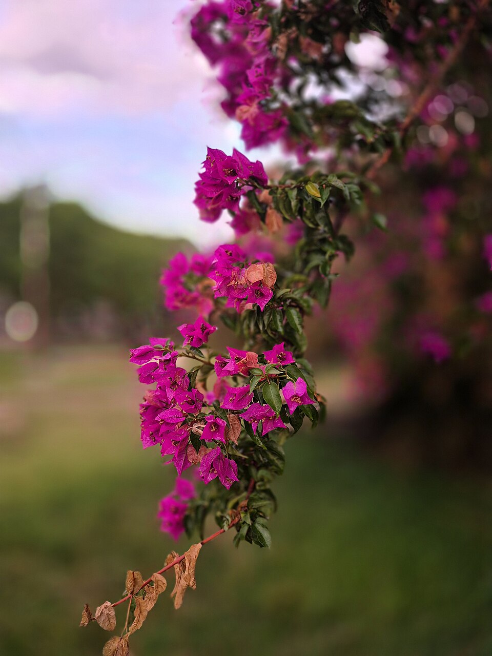 No século 18, durante a Expansão Marítima Europeia, exploradores europeus percorriam o mundo em busca de riquezas naturais e novas terras. Em uma dessas expedições, por volta de 1767, liderada pelo francês Louis Antoine de Bougainville, os franceses chegaram ao Rio de Janeiro. Foi quando encontraram uma planta de cores vibrantes e resistentes que imediatamente chamou atenção. Essa história é curiosa, porque começa com o convite feito ao botânico Philibert Commerson para participar da expedição, 
