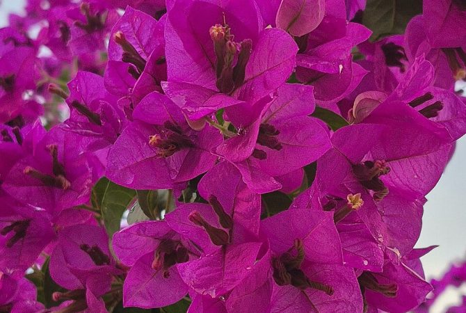 A história da encantadora buganvília e a origem do nome