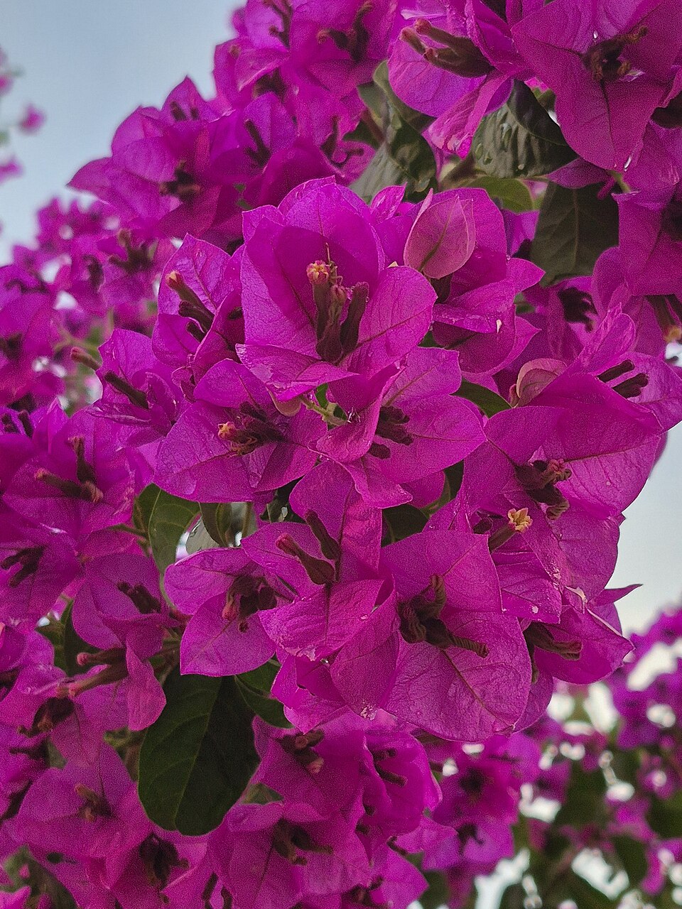 Buganvília, três-marias, primavera? No Brasil, a bougainville é conhecida por diversos nomes e é uma planta que se destaca por suas cores chamativas nos mais diversos jardins e paisagens urbanas. Do ponto de vista técnico, a bougainville pertence à família Nyctaginaceae e ao gênero Bougainvillea e pode atingir entre 10 e 20 metros de altura. Apesar de ser uma espécie nativa do Brasil, seu nome tem origem francesa. E a explicação para isso é bem simples.
 -  (crédito: Wikimedia Commons / Gabriel Collares)