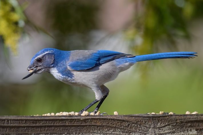 Gralhas, aves | Flickr - Becky Matsubara