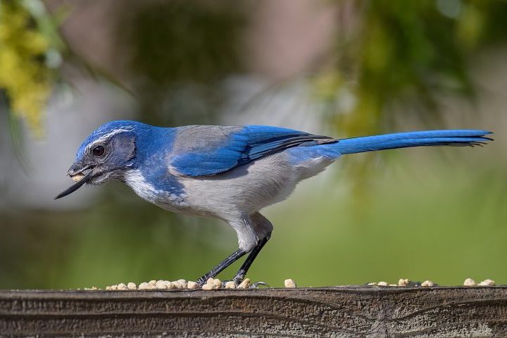 Por outro lado, as gralhas são menores e exibem uma diversidade de cores muito maior, como o azul vibrante da gralha-azul brasileira ou o cinza e preto da gralha-de-nuca-cinzenta europeia.