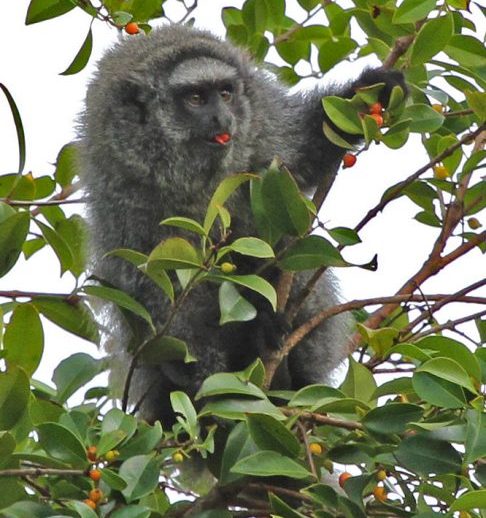Conhecido também como guigó-mascarado-do-sul-da-bahia pelo ICMBio, o primata vive entre os rios Rio Doce, no Espírito Santo, e o Rio Paraguaçu, na Bahia, tradicionalmente associado a áreas extensas de Mata Atlântica, embora registros recentes indiquem sua presença crescente em fragmentos urbanos. Segundo a pesquisadora Maria Otávia Crepaldi, essa mudança de comportamento pode refletir a pressão exercida sobre o habitat natural do animal e acende um alerta sobre o futuro da espécie.