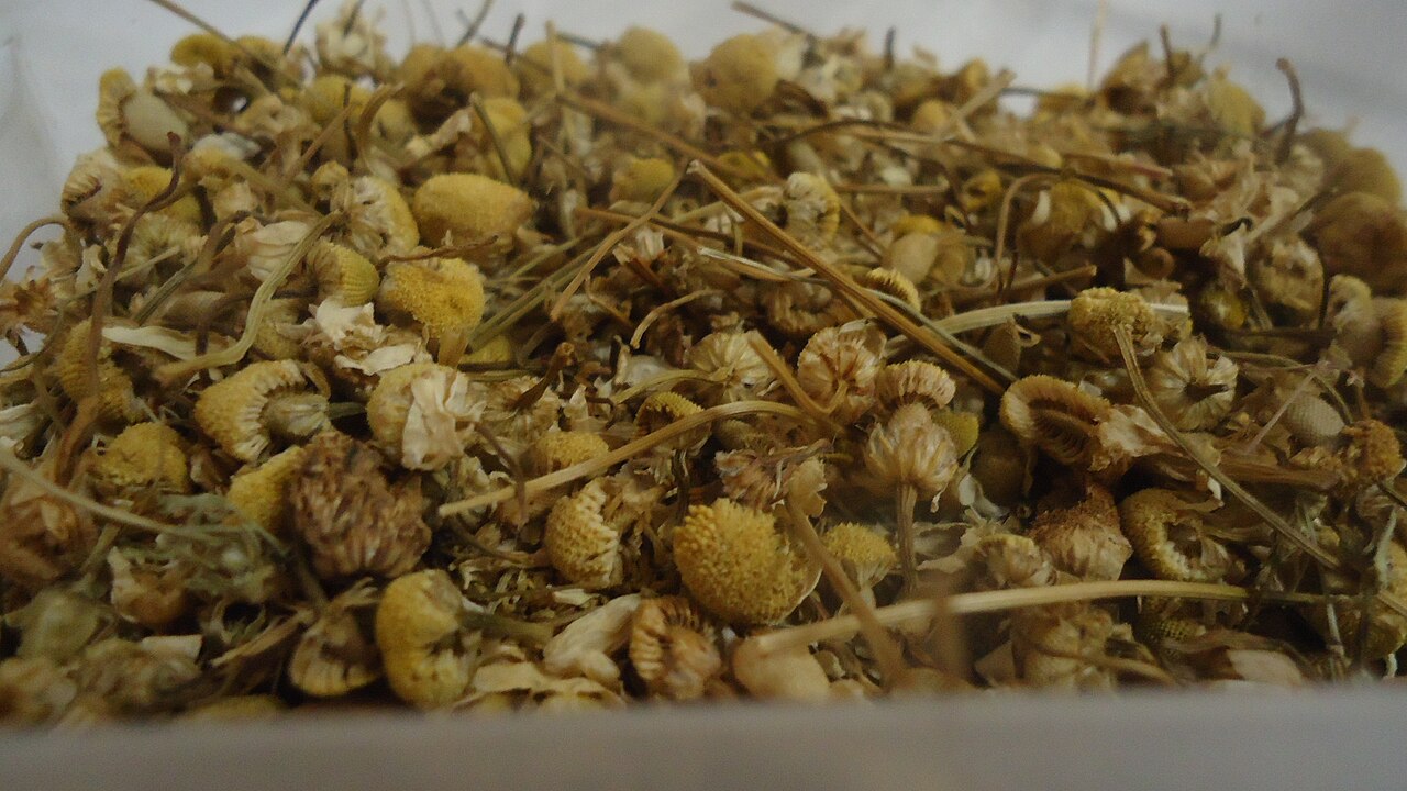 Desde a Antiguidade, povos utilizam a camomila para acalmar o corpo e a mente, e hoje a ciência confirma parte desse saber tradicional. Estudos clínicos mostram que o consumo regular pode melhorar a qualidade do sono em pessoas com insônia leve. Assim, tradição e evidência científica se encontram em uma mesma xícara.
