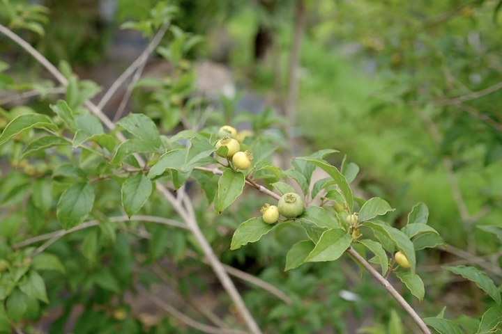 Ambas produzem frutos doces e versáteis, consumidos ao natural ou utilizados em receitas que vão de geleias e sucos a molhos para pratos salgados. Já a Syagrus oleracea, apesar do nome semelhante, pertence a outra categoria: trata-se de uma palmeira que fornece palmito e ingredientes usados em preparações tradicionais.