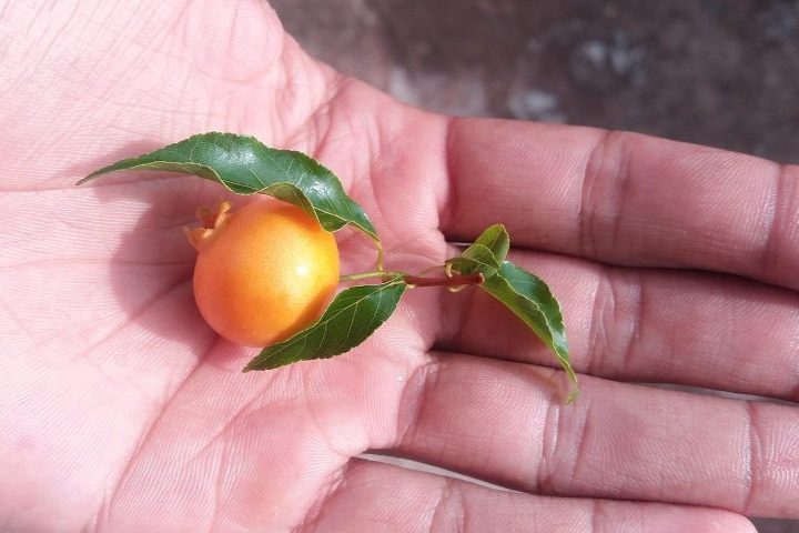 Existem variações da guabiroba. A espécie chamada de Campomanesia xanthocarpa é encontrada principalmente nas regiões Sul e Sudeste do Brasil, enquanto a Campomanesia adamantium, conhecida como guavira, aparece com frequência no Cerrado, em plantas de menor porte.
