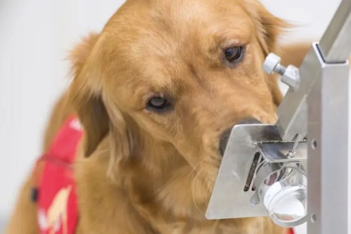 Labrador retriever – Também é muito utilizado como cão farejador por seu temperamento dócil e alta motivação por recompensas, o que o torna excelente para o trabalho de busca e salvamento ou detecção de doenças, como variações glicêmicas ou certos tipos de câncer.