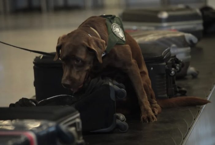 Cão farejador durante operação no aeroporto de Brasília - Divulgação/Mapa