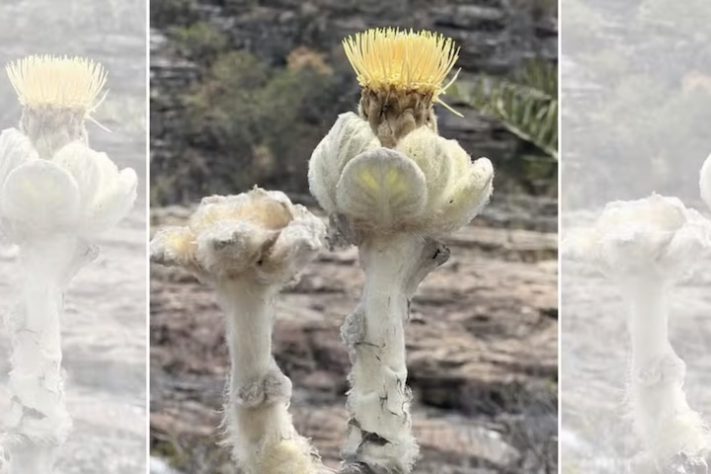 Plantas de aparência exótica do Brasil, Wunderlichia mirabilis - iNaturalist/enchplant