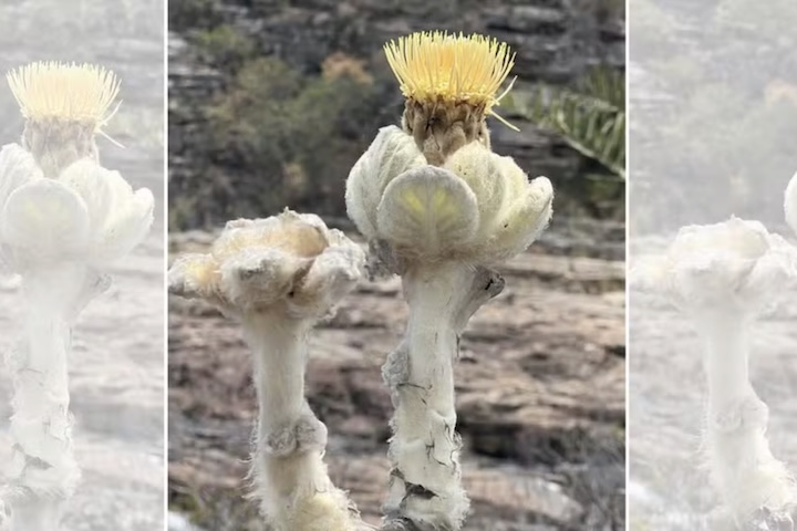 Essa característica não é apenas estética, mas uma adaptação evolutiva crucial que protege a planta contra a forte radiação solar e minimiza a perda de umidade em seu habitat, que costuma ser extremamente seco.