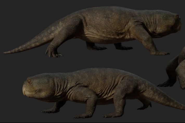 Réptil de 230 milhões de anos com bico de papagaio é descoberto no RS - Caio Fantini/Divulgação