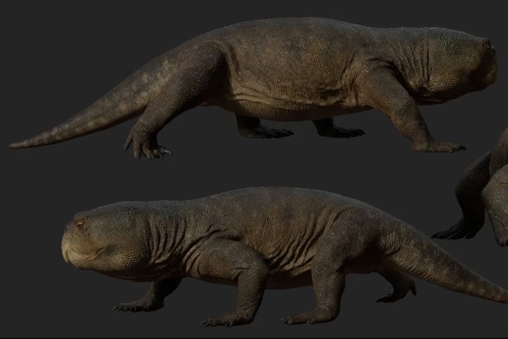 A análise evolutiva também apontou forte semelhança entre o fóssil brasileiro e um rincossauro contemporâneo identificado na Escócia, relação explicada pela existência do supercontinente Pangeia, que unia as massas continentais e permitia a circulação de espécies por amplas áreas terrestres há cerca de 230 milhões de anos.