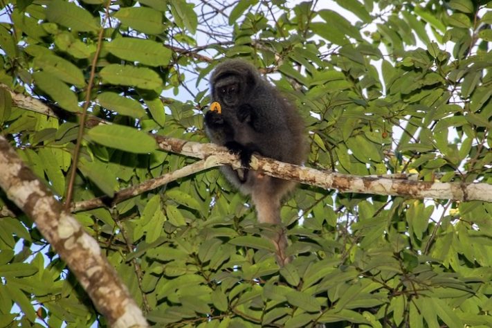 Guigó-de-tiara-preta Primata (Callicebus melanochir) - Divulgação/Instituto de Pesquisas Ecológicas