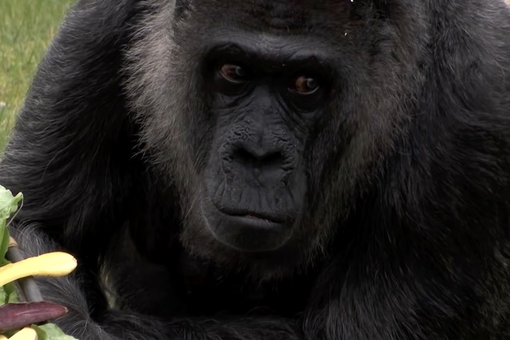 Enquanto o zoológico planeja melhorias futuras para os habitats dos gorilas, a expectativa de que Fatou usufrua dessas mudanças permanece incerta. Ainda assim, sua figura segue como uma presença marcante com a paciência de quem já atravessou quase sete décadas de história!