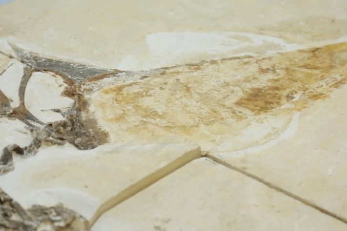 Fósseis da bacia do Araripe retornam ao Brasil - Reprodução/Canal USP