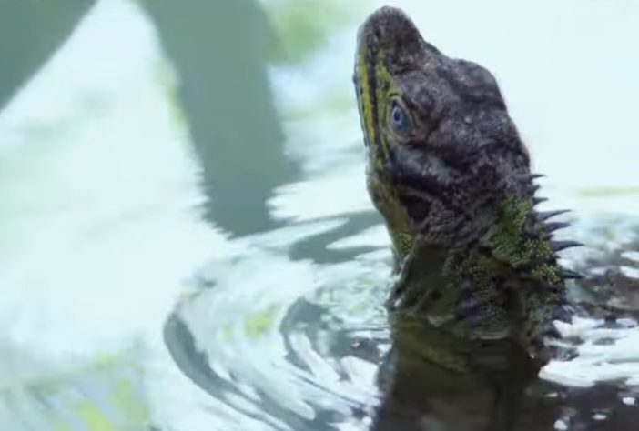 Dragão-vela, lagarto que vive em regiões tropicais da Indonésia e das Filipinas é conhecido por ser uma das criaturas mais singulares do Sudeste Asiático - Reprodução 