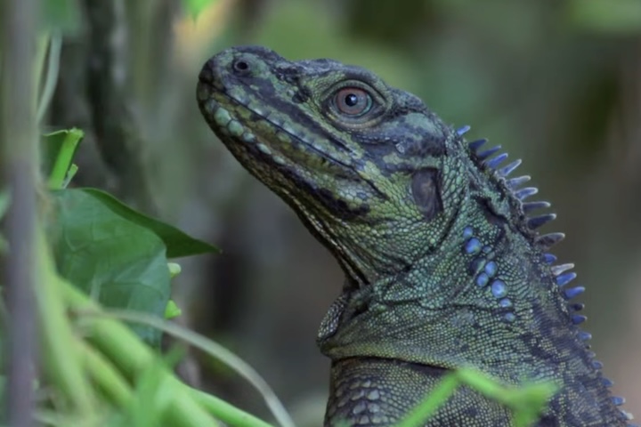 Sua coloração varia entre tons de verde, marrom e cinza, o que favorece a camuflagem em ambientes densos de vegetação. Em algumas espécies, como o Hydrosaurus pustulatus, surgem tons azulados ou violetas durante a época de acasalamento, o que reforça sinais visuais entre indivíduos.