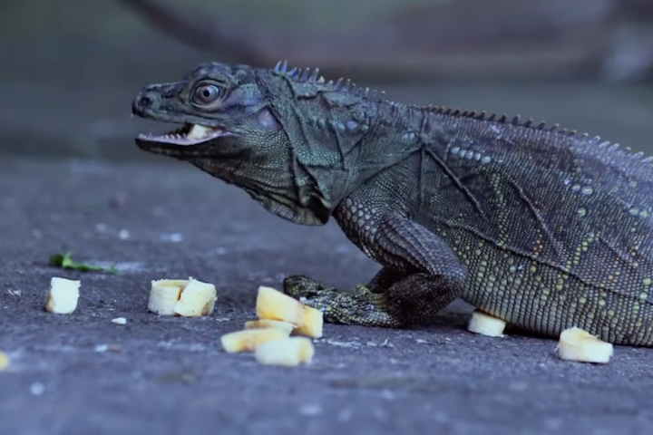 Já a dieta do Dragão-vela é onívora, mas com uma transição interessante ao longo da vida; enquanto os filhotes priorizam insetos, ovos e pequenos crustáceos para acelerar o crescimento, os adultos consomem grandes quantidades de vegetação, frutas e flores.