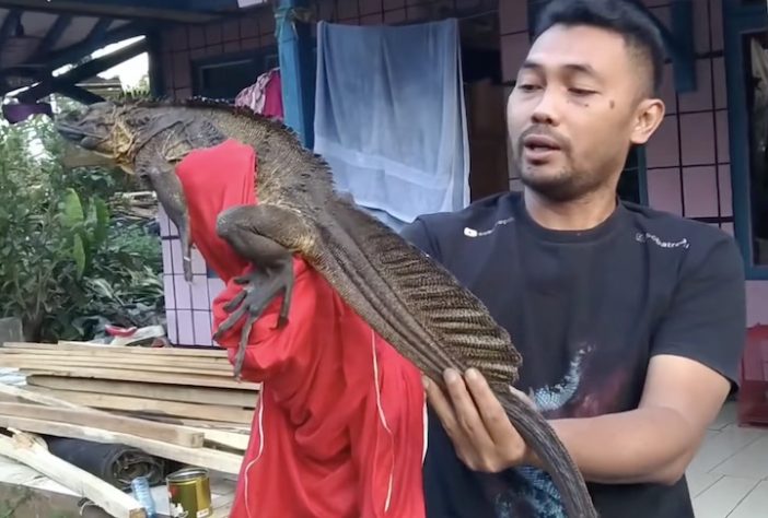 Dragão-vela, lagarto que vive em regiões tropicais da Indonésia e das Filipinas é conhecido por ser uma das criaturas mais singulares do Sudeste Asiático - Reprodução