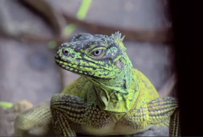 Dragão-vela, lagarto que vive em regiões tropicais da Indonésia e das Filipinas é conhecido por ser uma das criaturas mais singulares do Sudeste Asiático - Reprodução 