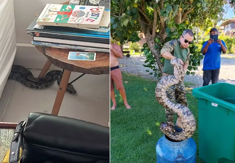  O que mais causou espanto no caso que ocorreu em abril de 2026 em Búzios é que a jiboia apareceu num bairro da cidade, não numa área de mata ou numa fazenda. Geribá é um dos bairros mais badalados de Búzios. E a cobra estava na sala da residência. 