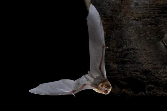Caverna encontrada em Alagoas com mais de 21 mil morcegos - Divulgação