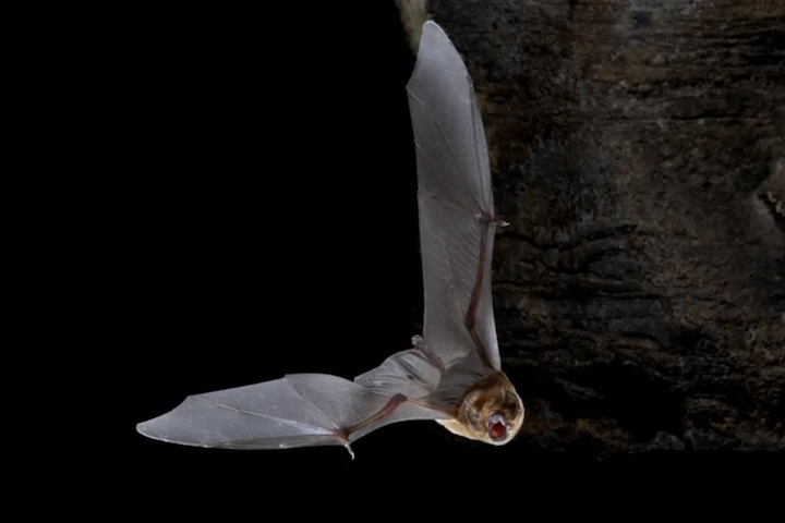 Nas colônias, o calor gerado pela aglomeração dos adultos é essencial para o desenvolvimento dos filhotes, que nascem sem pelos e dependem dessa estabilidade climática nas primeiras cinco semanas de vida.