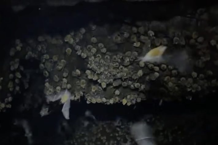 Caverna encontrada em Alagoas com mais de 21 mil morcegos - Reprodução/TV Gazeta de Alagoas