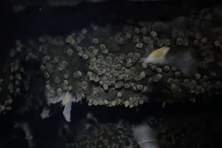 Das mais de 30 mil cavernas catalogadas no Brasil, apenas cerca de 20 recebem a classificaÃ§Ã£o de 