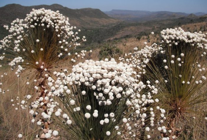 Plantas de aparência exótica do Brasil, Chuveirinho (Paepalanthus chiquitensis) - Wikimedia Commons/André Ganzarolli Martins
