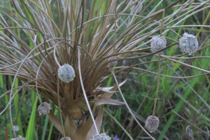 Plantas de aparência exótica do Brasil, Chuveirinho (Paepalanthus chiquitensis) - iNaturalist/juanc_munoz