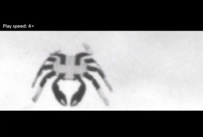 Cientistas desenvolvem o menor robô ambulante controlado remotamente - Reprodução