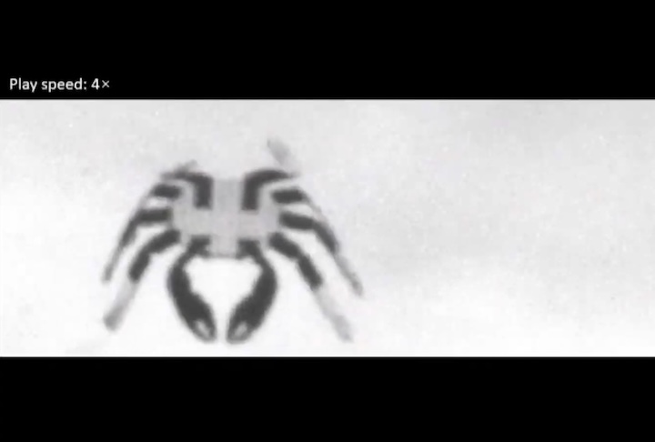 Ele consegue caminhar, girar, rastejar e até realizar pequenos saltos. Os estímulos térmicos representam uma ruptura importante com o modelo clássico de robótica, historicamente dependente de componentes eletromecânicos. Essa abordagem abre caminho para o desenvolvimento de máquinas microscópicas capazes de atuar em ambientes antes inacessíveis a dispositivos tradicionais.