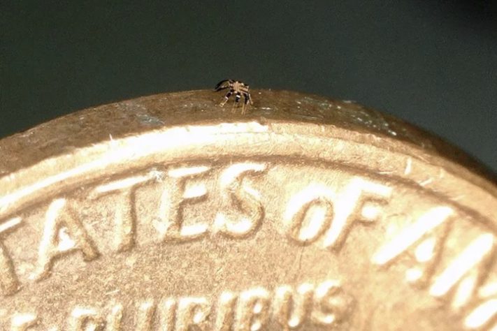 Cientistas desenvolvem o menor robô ambulante controlado remotamente - Reprodução/Science Alert