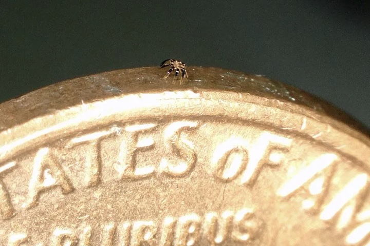 Apesar dos avanços expressivos, a tecnologia ainda enfrenta limitações. O controle do movimento depende de fontes externas de calor, o que reduz a autonomia operacional do robô em situações reais. A falta de sensores embarcados, sistemas de comunicação miniaturizados e fontes internas de energia também restringem a execução de tarefas mais sofisticadas.