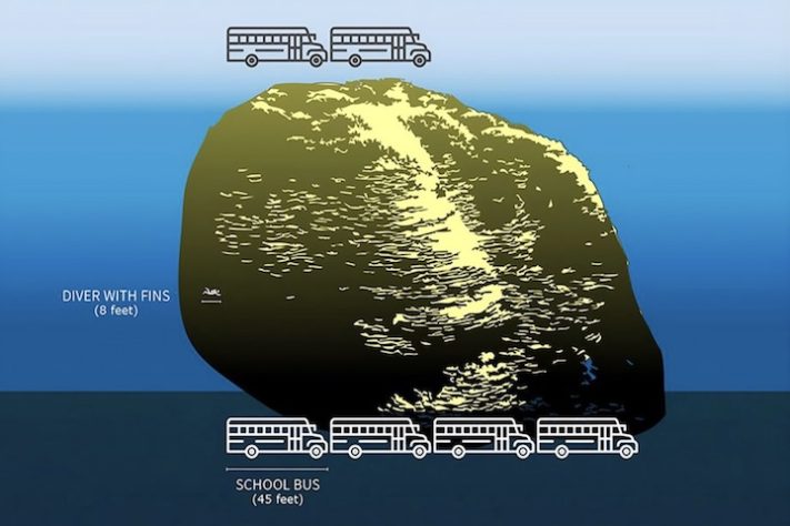 Coral gigante de 1.347 metros quadrados pode ter mais de 2 mil anos - Divulgação/NOAA Fisheries