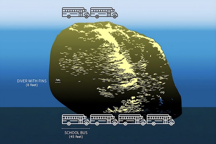 Com aproximadamente 1.347 metros quadrados, o organismo foi comparado a uma 
