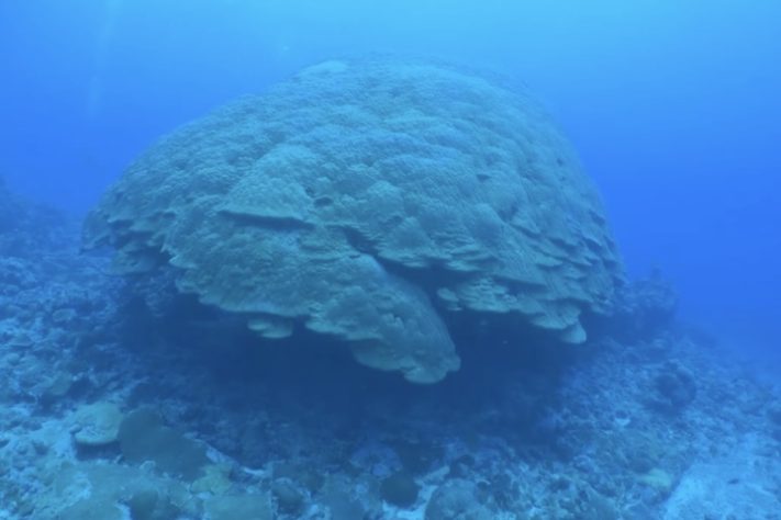 Coral gigante encontrado na Samoa Americana em 2020 - Reprodução 