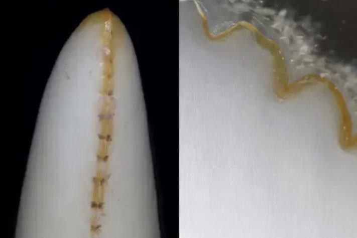 Dentes de um Dragão-de-komodo têm revestimento de ferro - Divulgação/Aaron LeBlanc