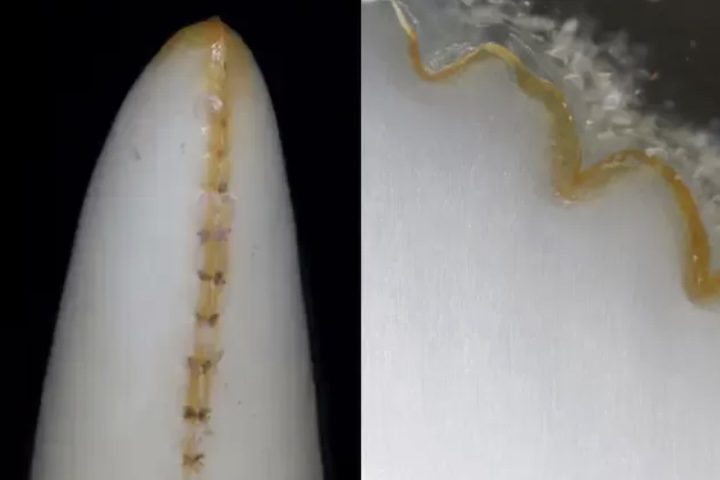 Recentemente, um estudo feito por pesquisadores ingleses revelou que o dragão-de-komodo possui dentes revestidos de um tipo de ferro que funciona como um 