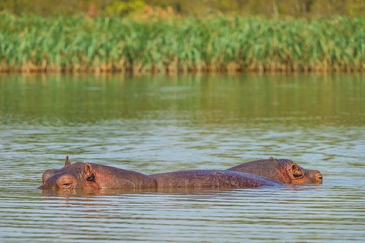 Esterilização: Uma alternativa complexa e perigosa que custa cerca de R$ 50 mil por procedimento. Além do valor elevado, a operação oferece riscos letais tanto para os veterinários quanto para os próprios hipopótamos, que podem sofrer reações severas à anestesia.